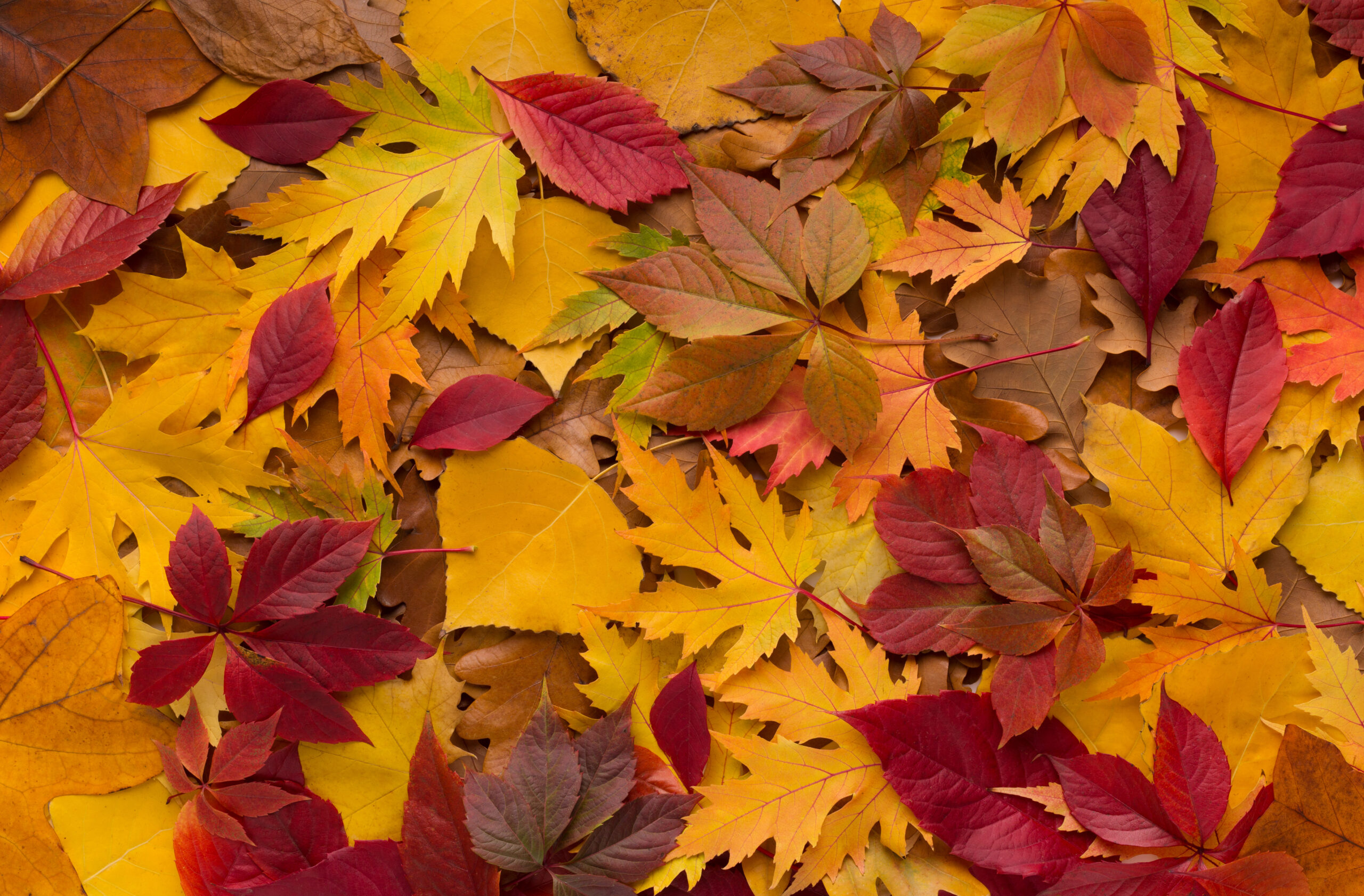 Fall leaves
